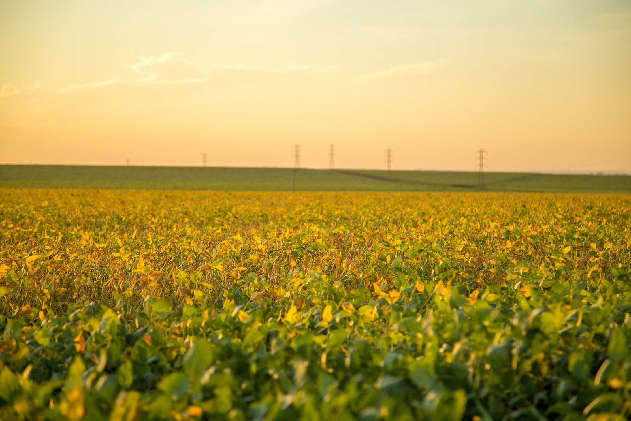 Soy plantation